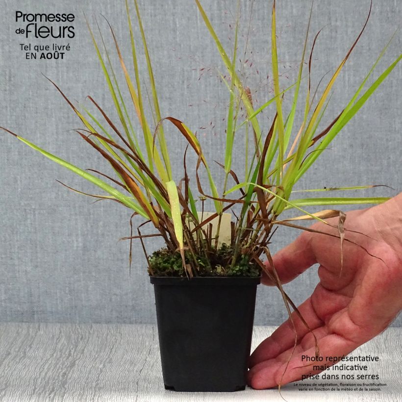 Exemplar von Eragrostis spectabilis Great Plains - Purpur-Liebesgras Kleine Töpfe von 8/9 cm wie im Sommer geliefert