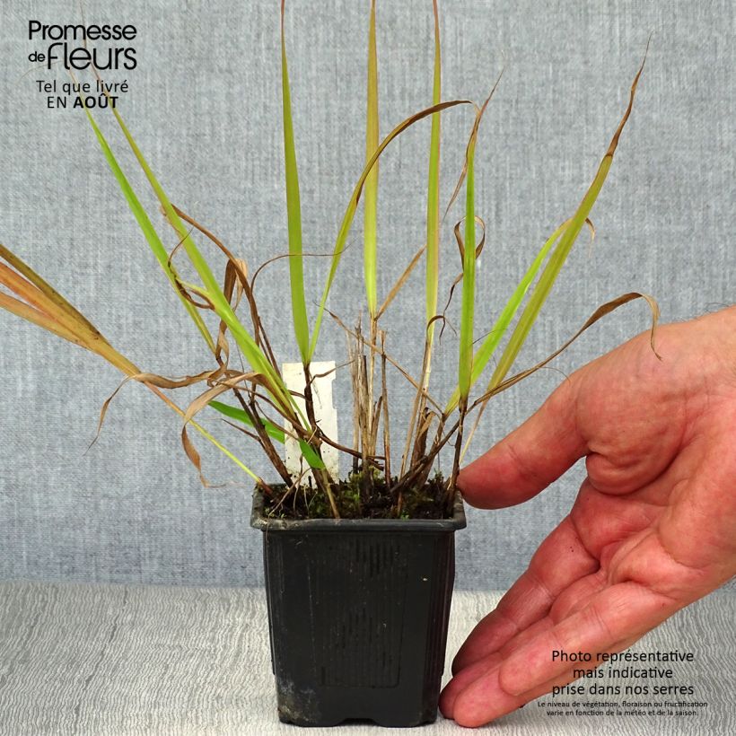 Exemplar von Eragrostis spectabilis - Purpur-Liebesgras Kleine Töpfe von 8/9 cm wie im Sommer geliefert