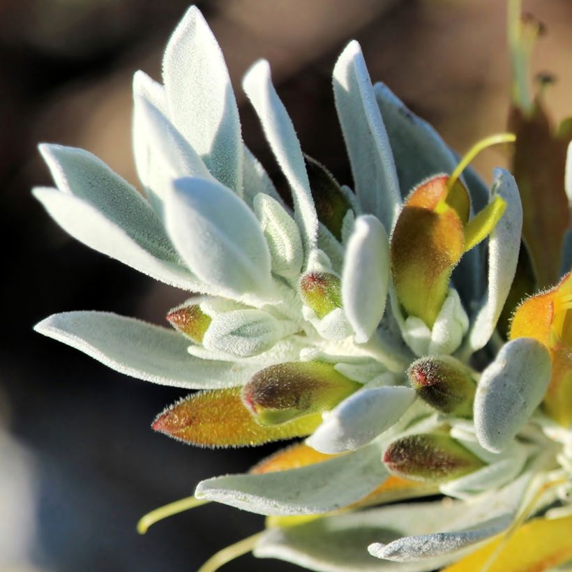 Eremophila glabra Kalbarri Carpet - Emustrauch (Blüte)