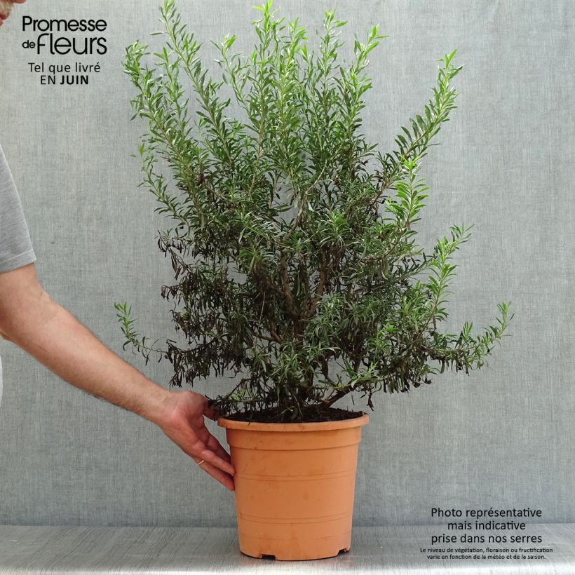 Exemplar von Eremophila maculata Aurea - Emustrauch Topf mit 7,5L/10L wie im Sommer geliefert