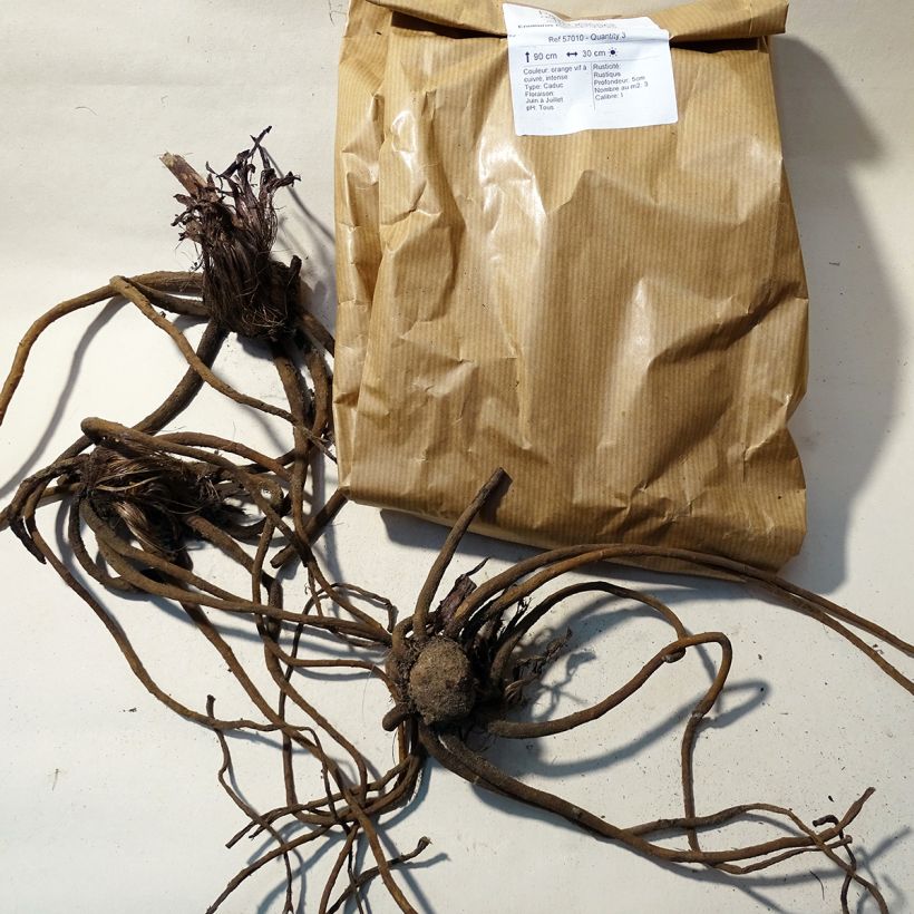 Beispiel eines Exemplars von Eremurus Pinokkio - Steppenkerze Zwiebel Kaliber/Größe I wie geliefert