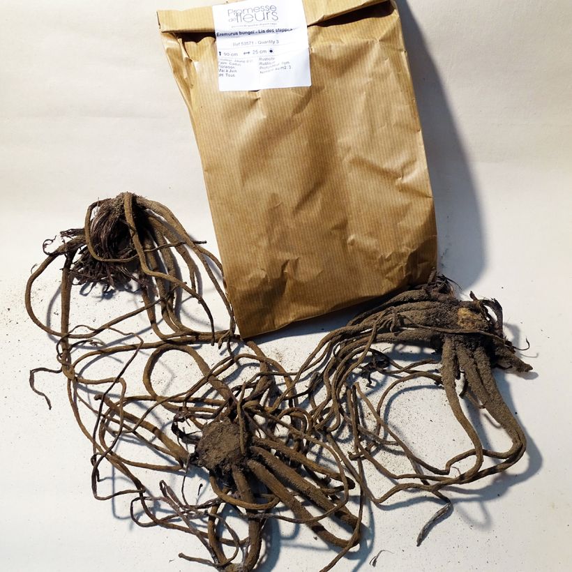 Beispiel eines Exemplars von Eremurus bungei - Steppenkerze Zwiebel Kaliber/Größe I wie geliefert