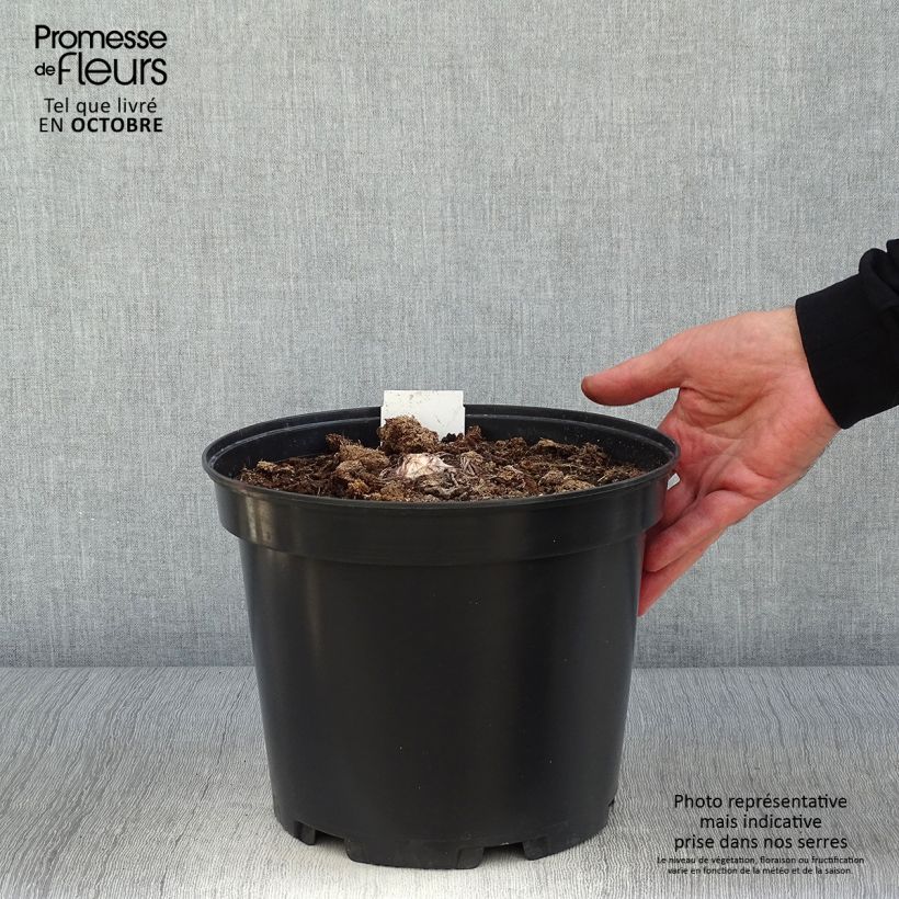 Exemplar von Eremurus himalaïcus - Steppenkerze Topf mit 7,5L/10L wie im Herbst geliefert