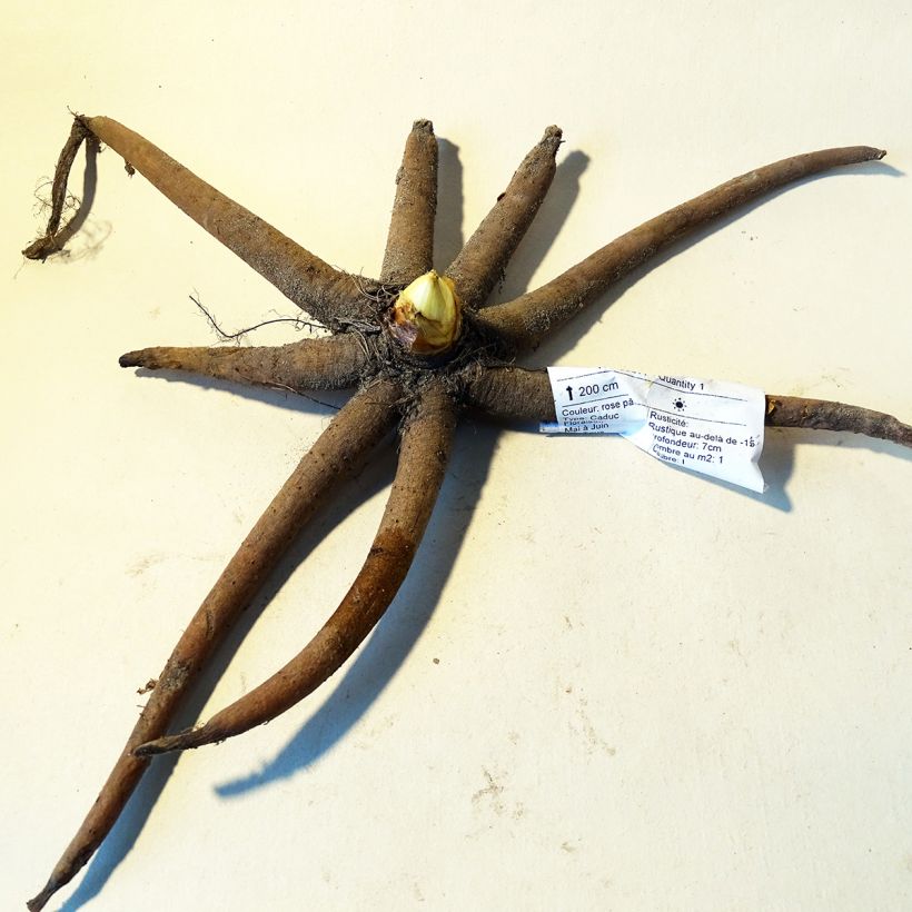 Beispiel eines Exemplars von Eremurus robustus - Steppenkerze Zwiebel Kaliber/Größe I wie geliefert