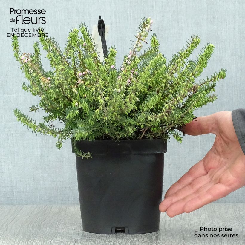 Exemplar von Winterblühende Heide Tyann - Erica darleyensis Topf mit 2L/3L wie im Winter geliefert