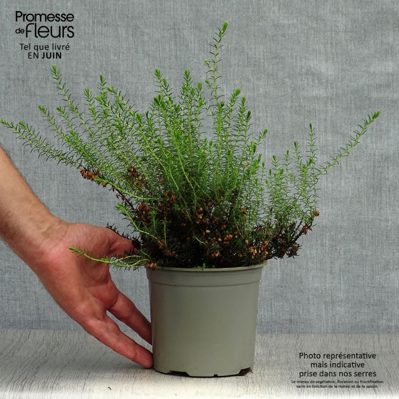 Exemplar von Winterblühende Heide White Perfection - Erica darleyensis Kleine Töpfe von 8/9 cm wie im Sommer geliefert