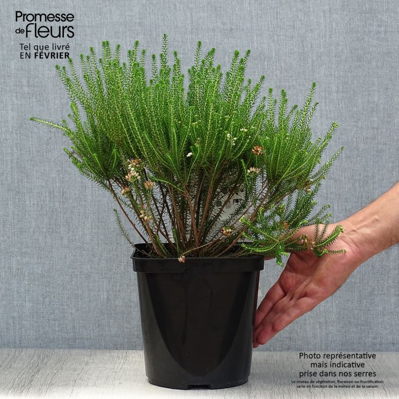 Exemplar von Dichte Glocken-Heide - Erica terminalis Topf mit 4L/5L wie im Herbst geliefert