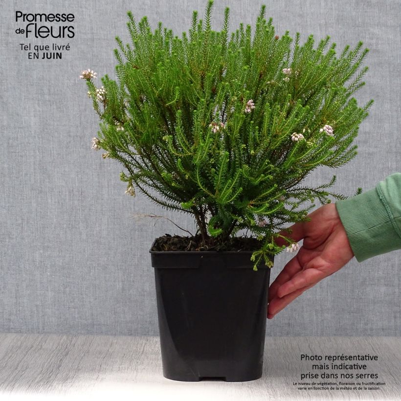 Exemplar von Dichte Glocken-Heide - Erica terminalis Topf mit 4L/5L wie im Sommer geliefert