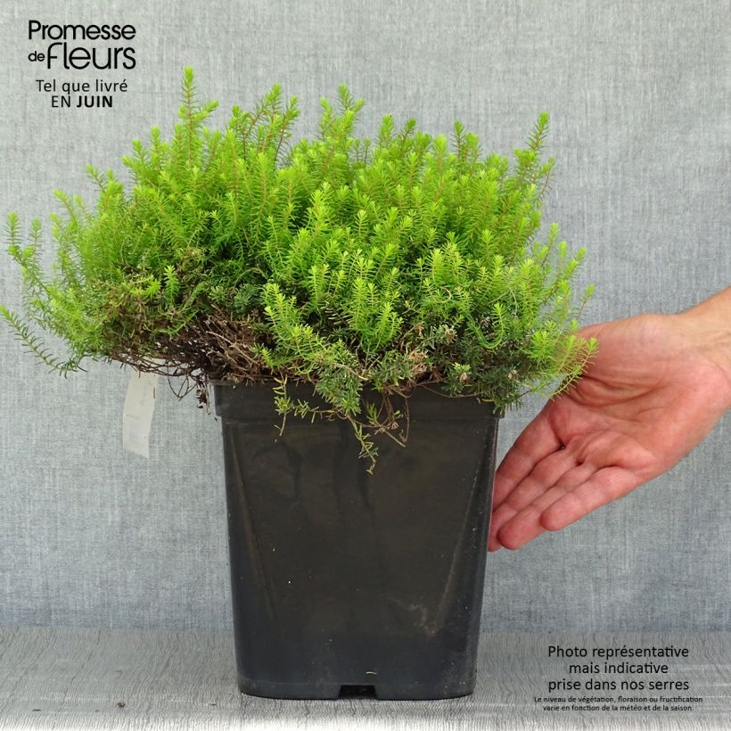 Exemplar von Winterblühende Heide Eva Gold - Erica darleyensis Topf mit 3L/4L wie im Sommer geliefert