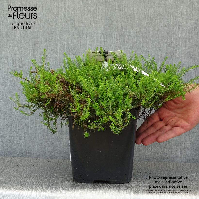 Exemplar von Winterblühende Heide Eva Gold - Erica darleyensis Topf mit 1,5L/2L wie im Sommer geliefert