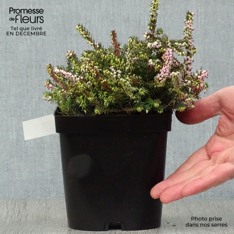 Exemplar von Winterblühende Heide Winter Belles Phoebe - Erica darleyensis Topf mit 2L/3L wie im Winter geliefert