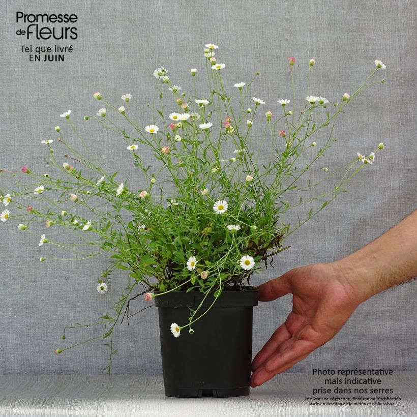 Exemplar von Karwinskis Feinstrahl - Erigeron karvinskianus Topf mit 2L/3L wie im Sommer geliefert