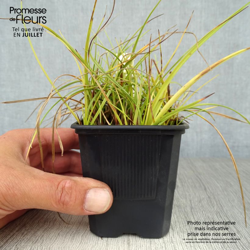Exemplar von Eriophoron angustifolium - Schmalblättriges Wollgras Kleine Töpfe von 8/9 cm wie im Sommer geliefert