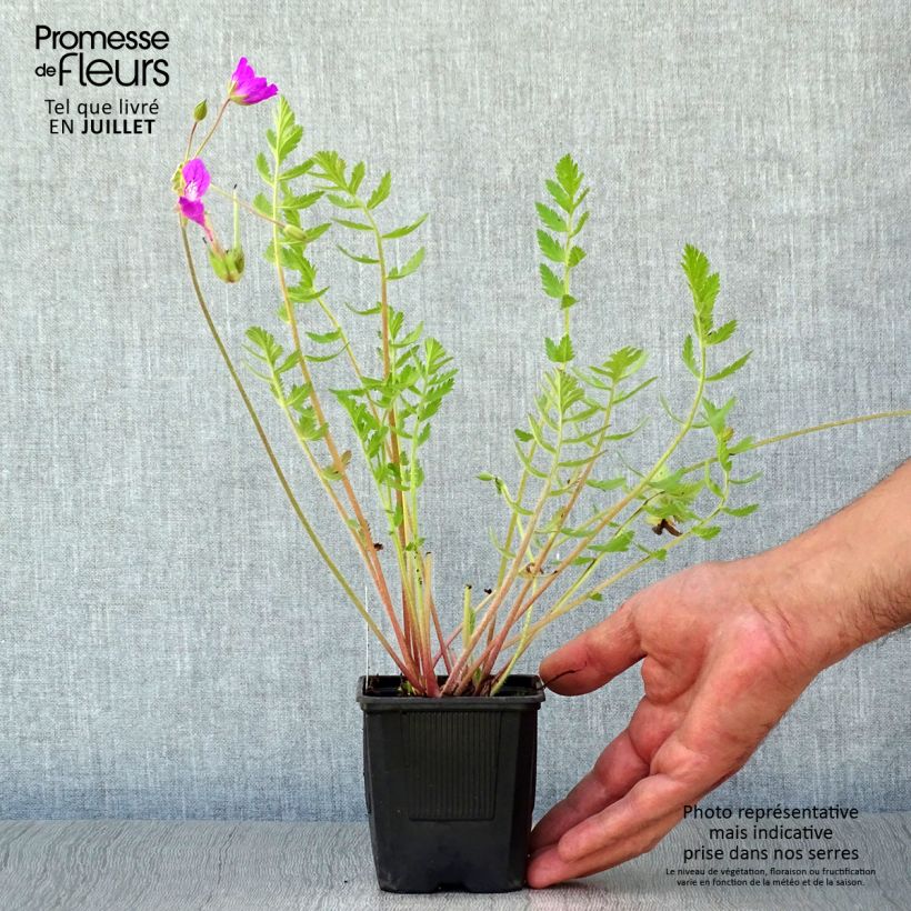 Exemplar von Erodium manescavii - Großer Purpur-Reiherschnabel Kleine Töpfe von 8/9 cm wie im Sommer geliefert