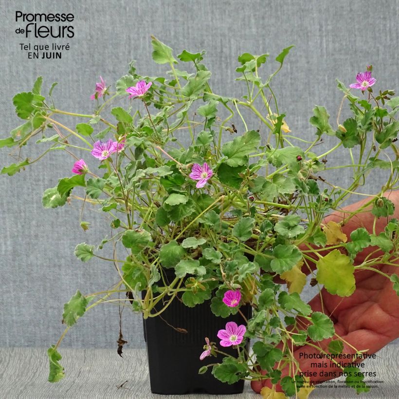 Exemplar von Erodium Bishop's Form - Reiherschnabel Kleine Töpfe von 8/9 cm wie im Sommer geliefert