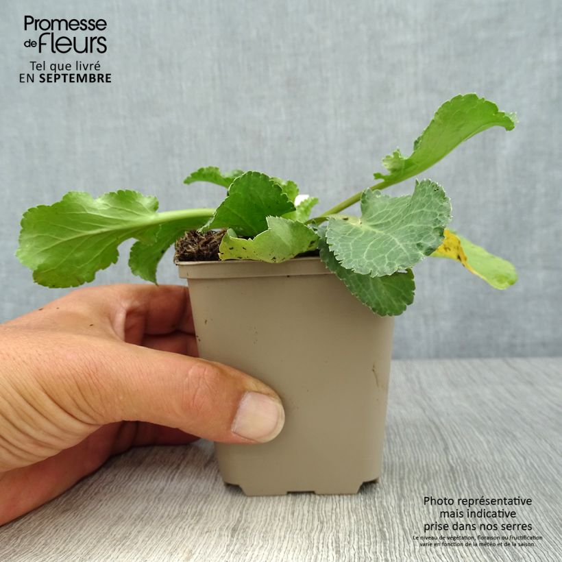 Exemplar von Eryngium planum Tiny Jackpot - Flachblättrige Mannstreu Kleine Töpfe von 8/9 cm wie im Herbst geliefert