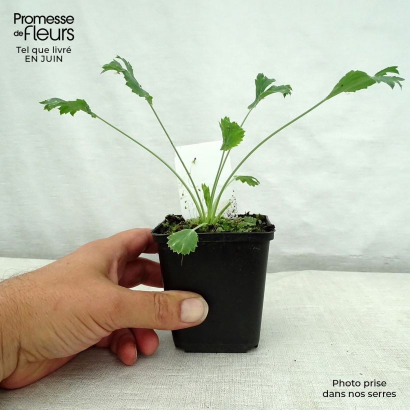 Exemplar von Eryngium bourgatii - Pyrenäen-Mannstreu Kleine Töpfe von 8/9 cm wie im Sommer geliefert