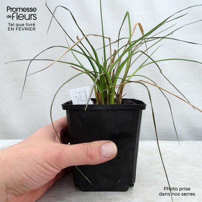 Exemplar von Eryngium ebracteatum var. poterioides - Mannstreu Topf mit 2L/3L wie im Winter geliefert