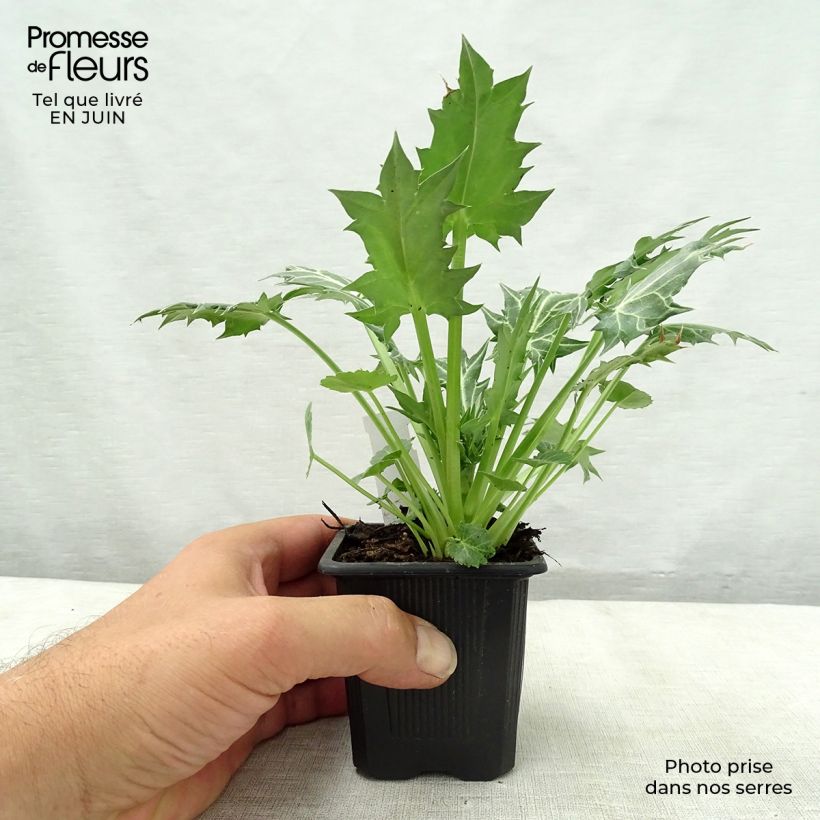 Exemplar von Eryngium variifolium - Atlas-Mannstreu Kleine Töpfe von 8/9 cm wie im Sommer geliefert