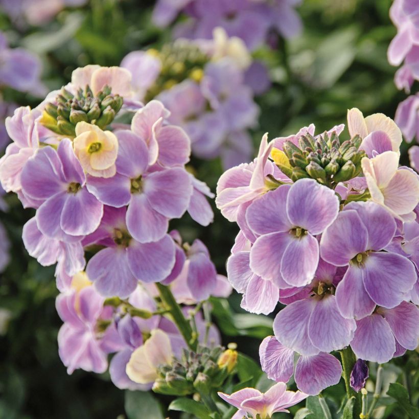 Garten-Goldlack Winter Romance - Erysimum (Blüte)