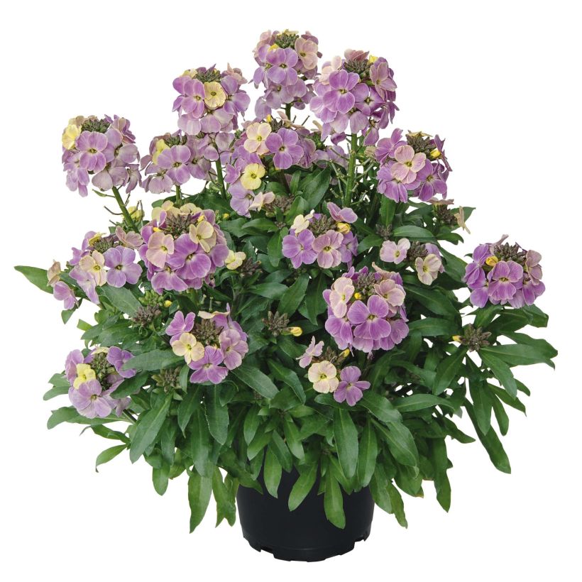 Garten-Goldlack Winter Romance - Erysimum (Hafen)