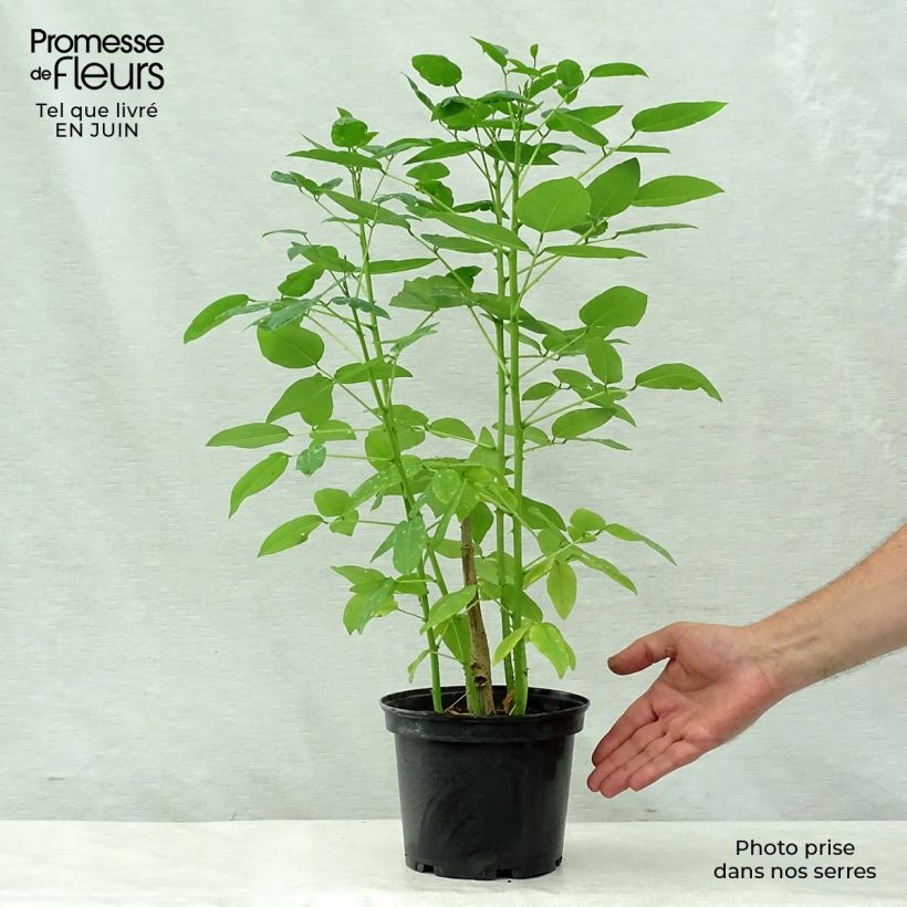 Exemplar von Erythrina crista-galli - Korallenstrauch Topf mit 2L/3L wie im Sommer geliefert