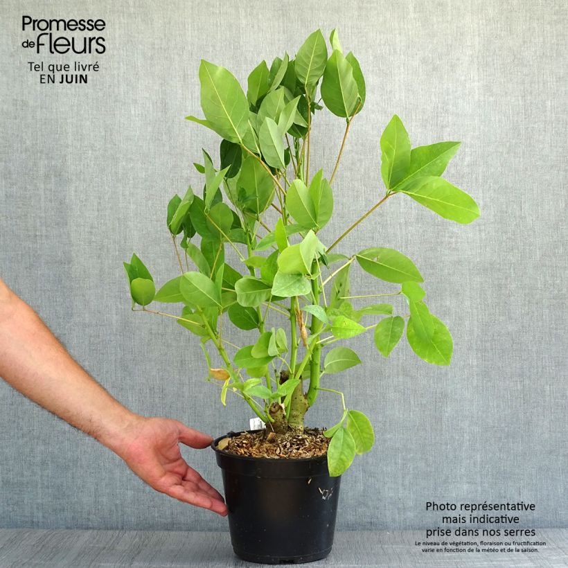 Exemplar von Erythrina crista-galli Compacta - Korallenstrauch Topf mit 2L/3L wie im Sommer geliefert
