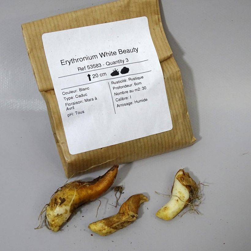 Beispiel eines Exemplars von Erythronium tuolumnense White Beauty - Hundszahn Zwiebel Kaliber/Größe I wie geliefert