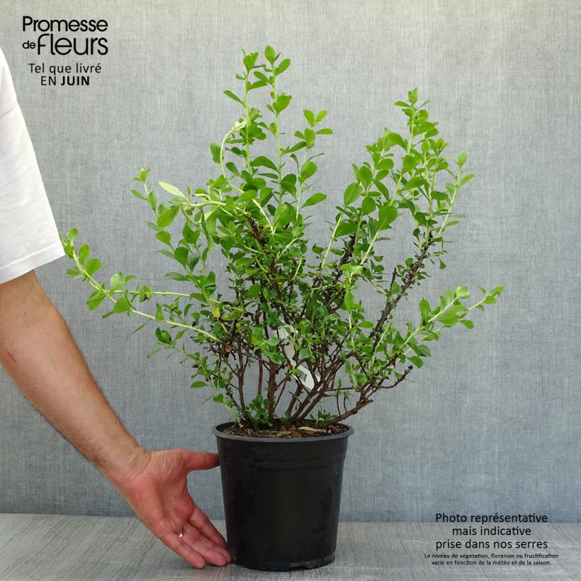 Exemplar von Escallonia Donard Radiance - Andenstrauch Topf mit 3L/4L wie im Sommer geliefert