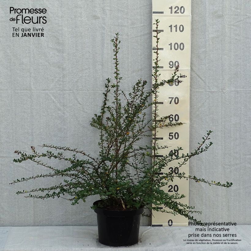 Exemplar von Escallonia Donard Seedling - Andenstrauch Topf mit 7,5L/10L wie im Winter geliefert