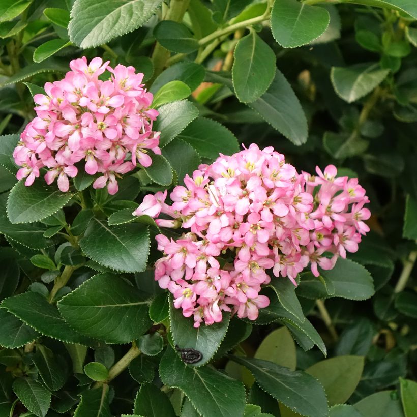 Escallonia laevis Pink Elle Lades - Andenstrauch (Blüte)