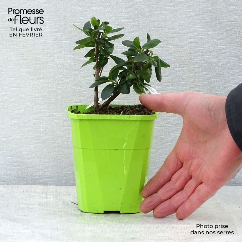 Exemplar von Escallonia laevis Pink Elle Lades - Andenstrauch Topf mit 1L/1,5L wie im Winter geliefert