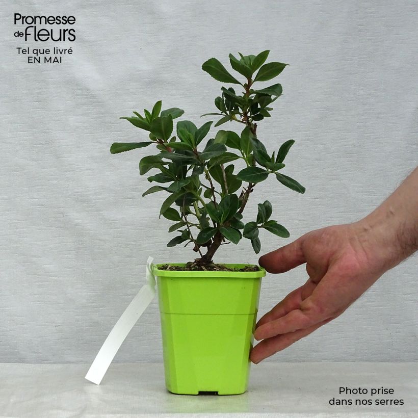 Exemplar von Escallonia laevis Pink Elle Lades - Andenstrauch Topf mit 1L/1,5L wie im Frühjahr geliefert