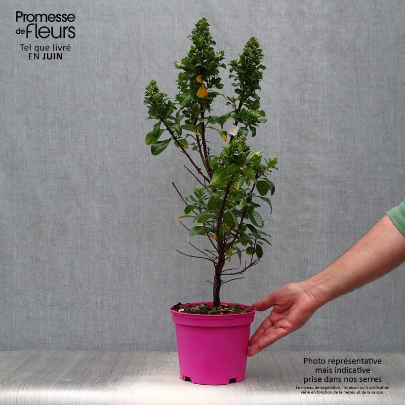 Exemplar von Escallonia laevis Pink Elle Lades - Andenstrauch Topf mit 2L/3L wie im Sommer geliefert
