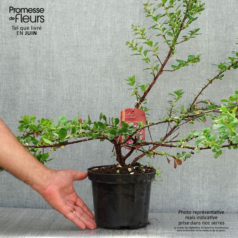 Exemplar von Escallonia Pride of Donard - Andenstrauch Topf mit 2L/3L wie im Sommer geliefert