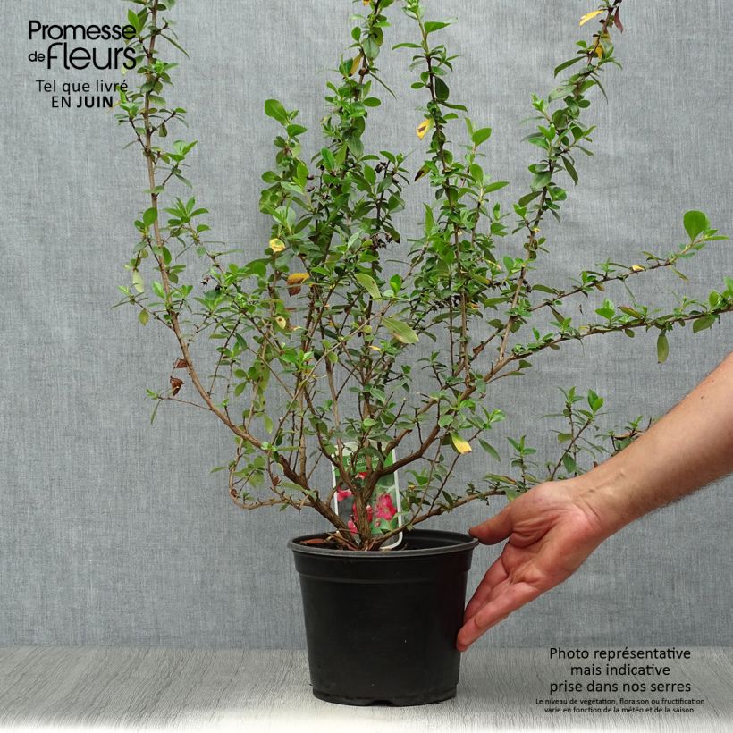 Exemplar von Escallonia rubra var. Macrantha Crimson Spire - Andenstrauch Topf mit 2L/3L wie im Sommer geliefert
