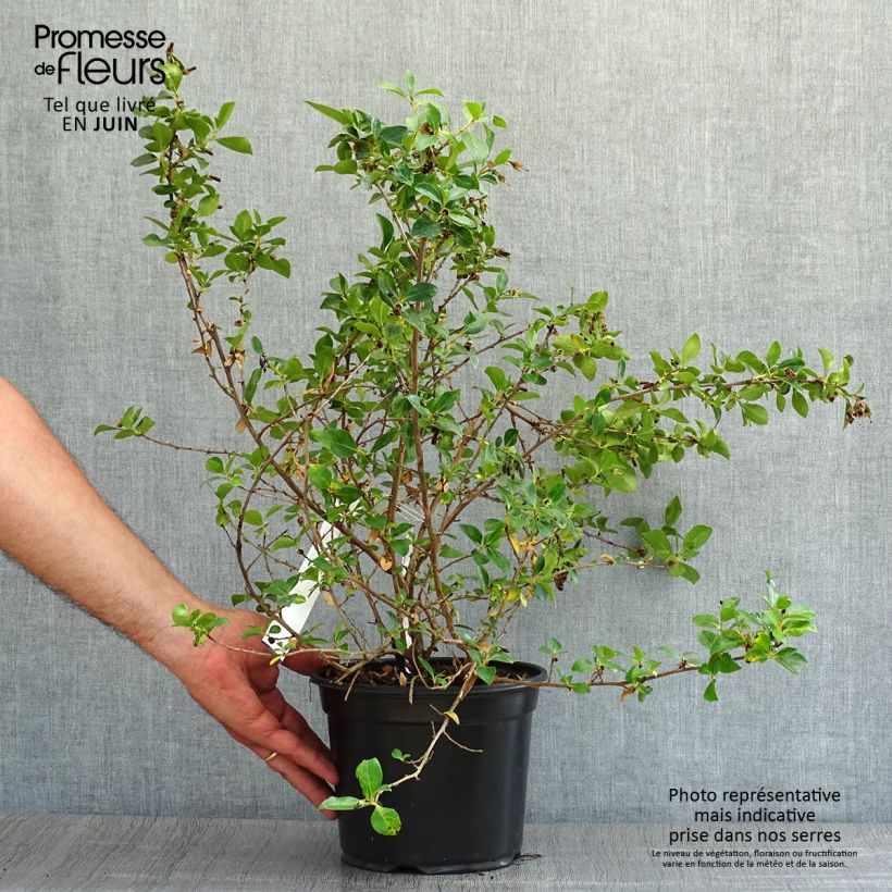 Exemplar von Escallonia rubra var. macrantha - Andenstrauch Topf mit 3L/4L wie im Sommer geliefert