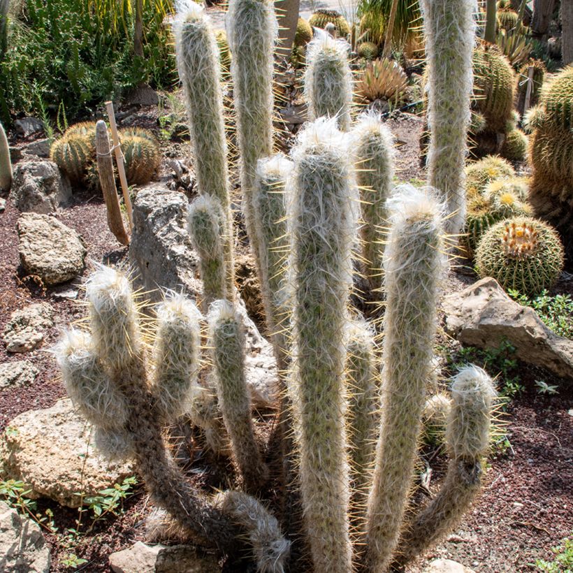 Kaktus - Espostoa lanata (Hafen)