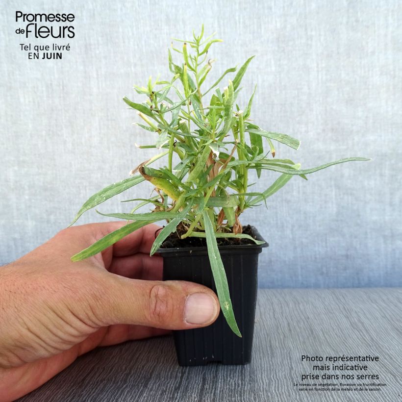 Exemplar von Estragon - Artemisia dracunculus Kleine Töpfe von 7/8 cm wie im Sommer geliefert