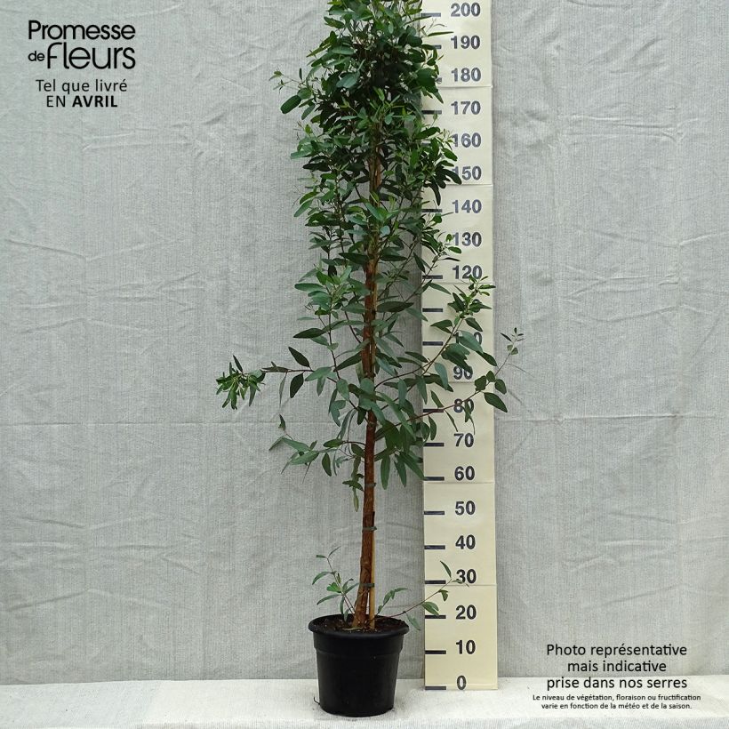 Exemplar von Eucalyptus camaldulensis Rostrata - Gommier rouge des rivières, Gommier de Camaldoli - Pot de 7,5L/10L wie im Frühjahr geliefert
