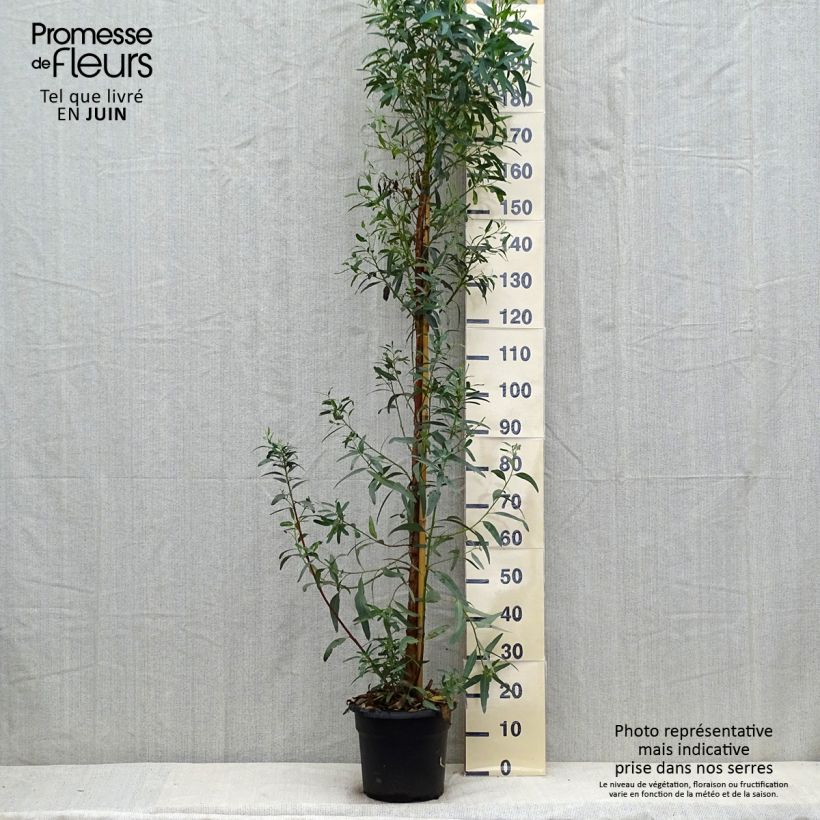 Exemplar von Eucalyptus camaldulensis Rostrata Topf mit 7,5L/10L wie im Sommer geliefert