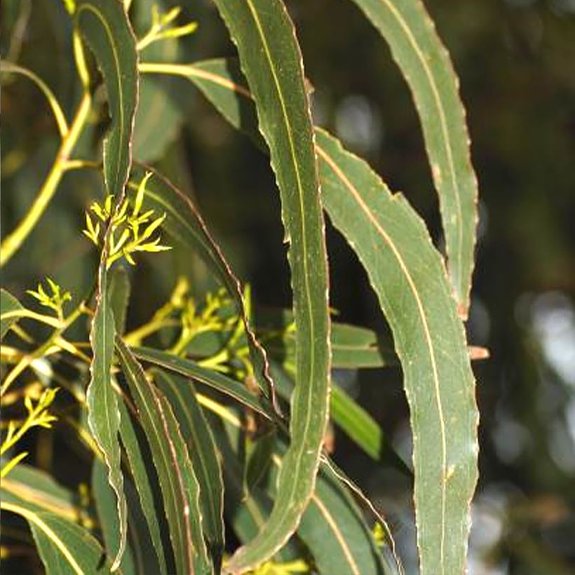 Eucalyptus denticulata (Laub)