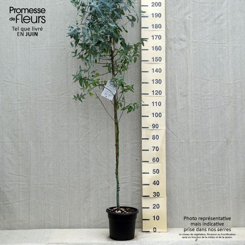 Exemplar von Eucalyptus globulus - Eucalyptusbaum Topf mit 7,5L/10L wie im Sommer geliefert
