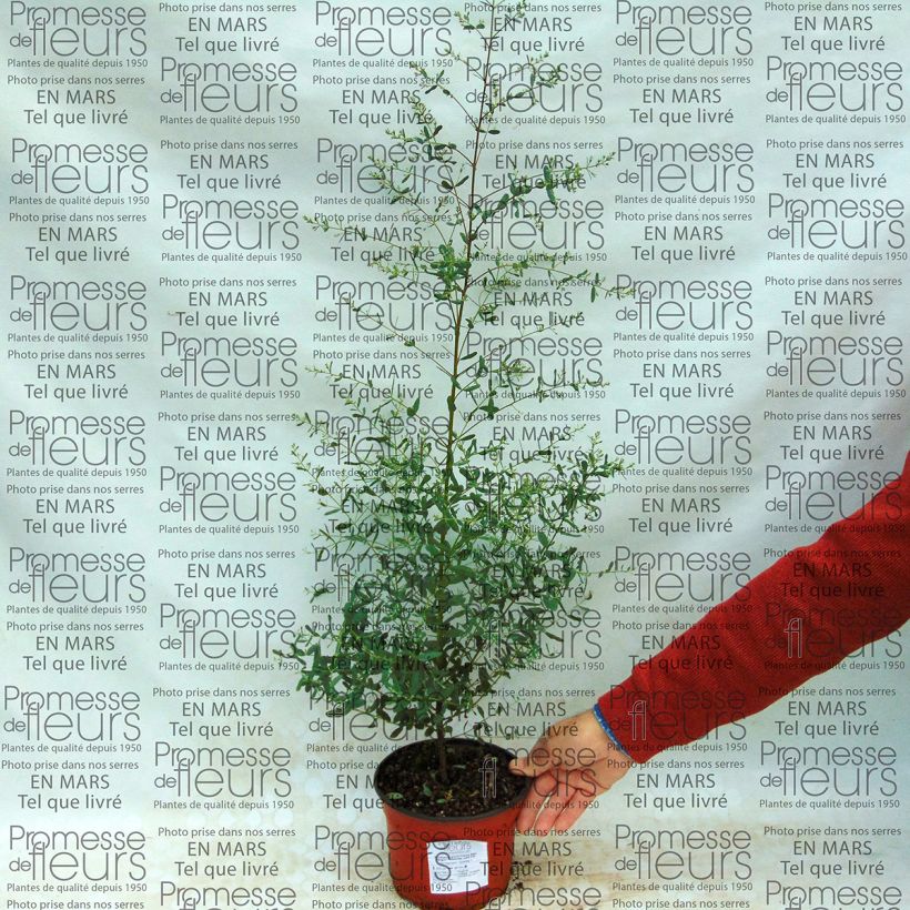 Beispiel eines Exemplars von Eucalyptus gunnii France Bleu Rengun - Mostgummi-Eukalyptus Topf mit 1,5L/2L wie geliefert