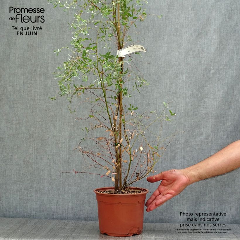 Exemplar von Eucalyptus gunnii France Bleu Rengun - Mostgummi-Eukalyptus Topf mit 3L/4L wie im Sommer geliefert