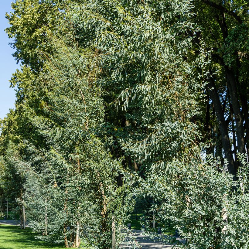 Mostgummi-Eukalyptus - Eucalyptus gunnii (Hafen)