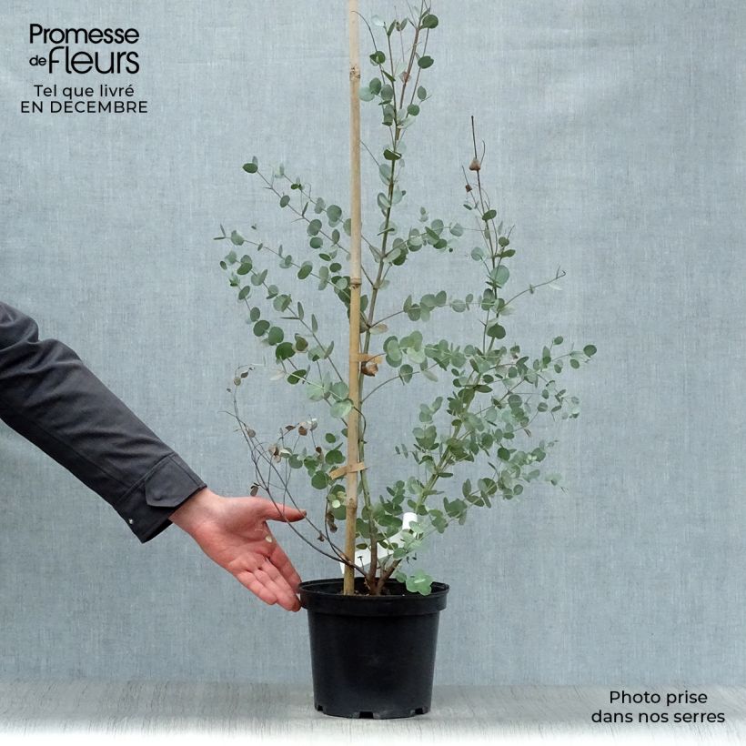 Exemplar von Mostgummi-Eukalyptus - Eucalyptus gunnii Topf mit 4L/5L wie im Winter geliefert