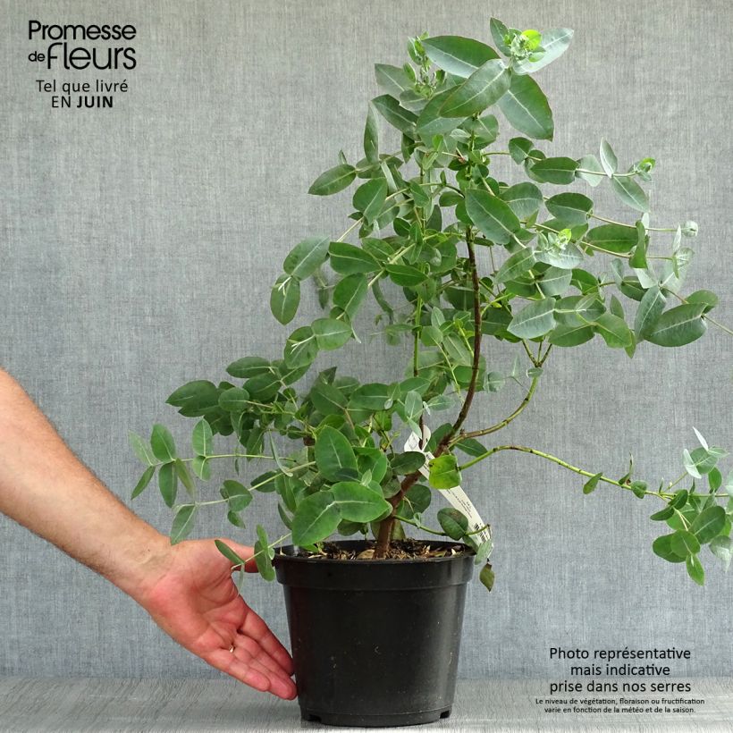 Exemplar von Eucalyptus neglecta Topf mit 4L/5L wie im Sommer geliefert