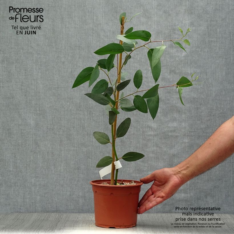 Exemplar von Eucalyptus pauciflora subsp. niphophila - Schnee-Eucalyptus Topf mit 3L/4L wie im Sommer geliefert