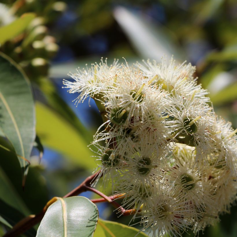 Eucalyptus scoparia (Blüte)